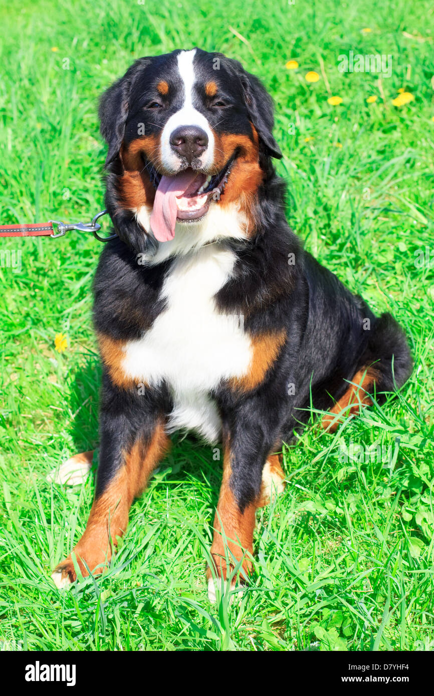 großer niedlicher Hund züchten Berner Berg sitzen und lächelnd auf grünen Frühling Rasen Stockfoto