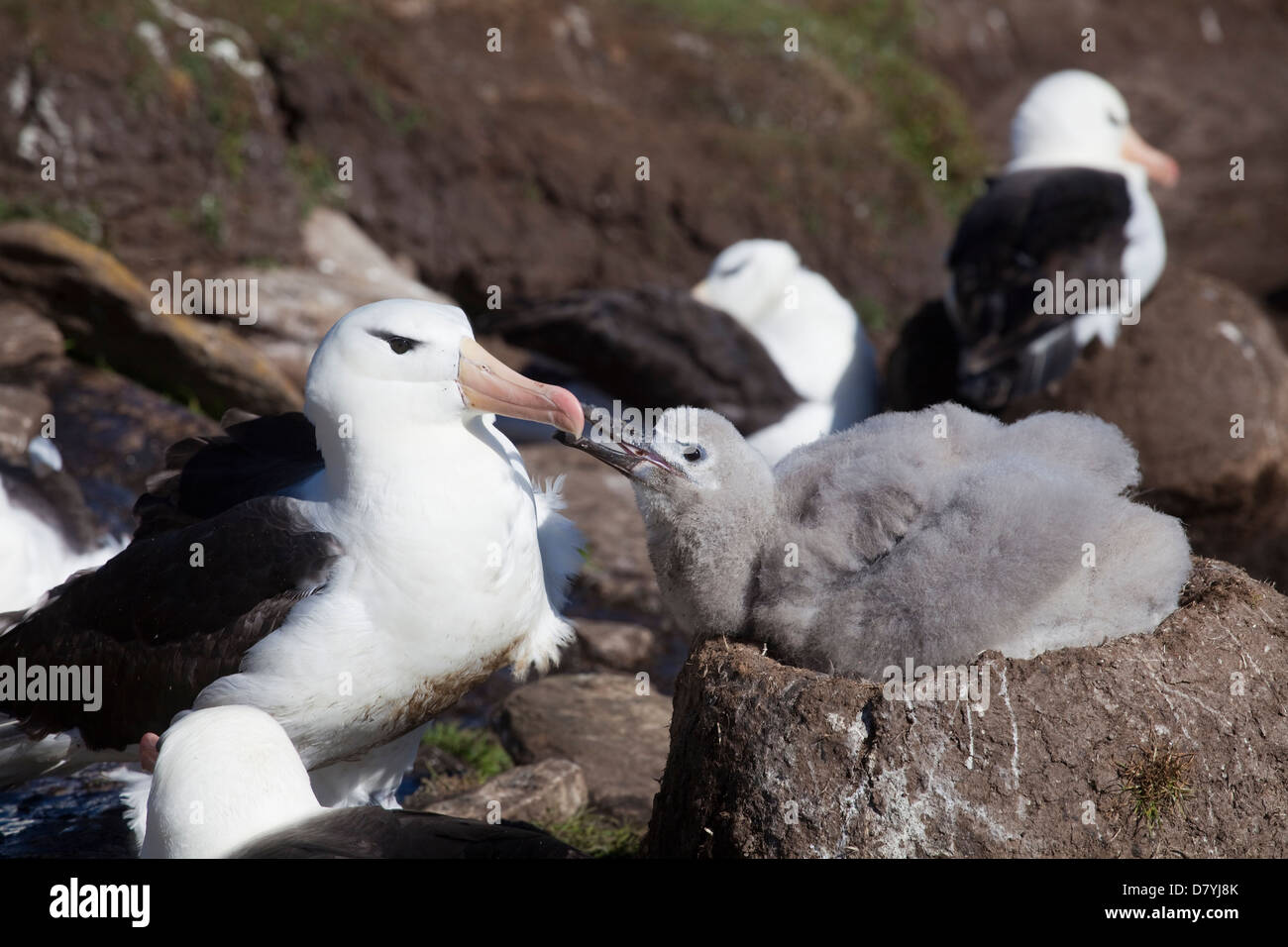 Schwarzbrauenalbatros thalassarche melanophrys Stockfotos und bilder