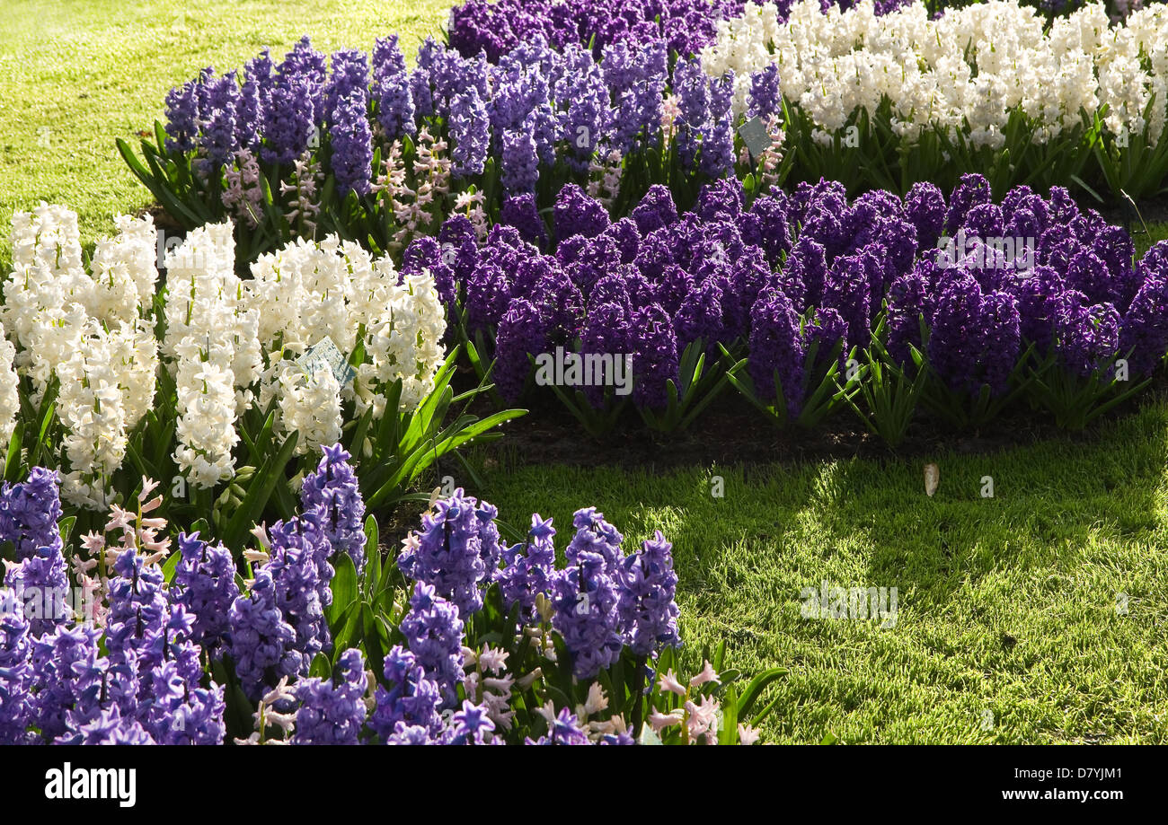 Blaue und weiße Hyazinthen blühen in den Rasen an sonnigen Tag im Frühling Stockfoto