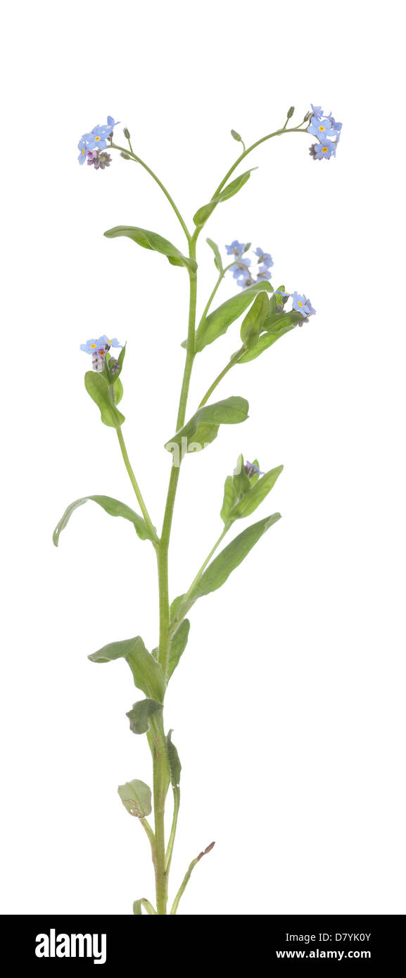 einzelne Blume Vergissmeinnicht (Myosotis) auf weißem Hintergrund Stockfoto