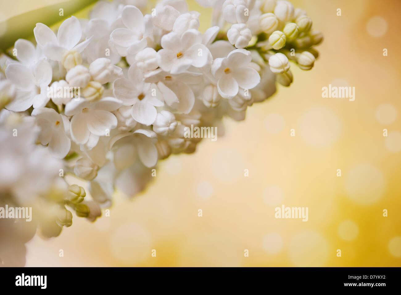 Weiße Syringa Vulgaris oder lila Blüten Stockfoto