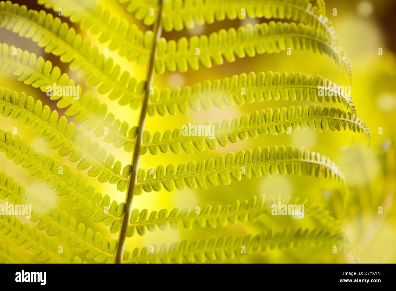 Makro von Dryopteris genannt Holz Farn Stockfoto