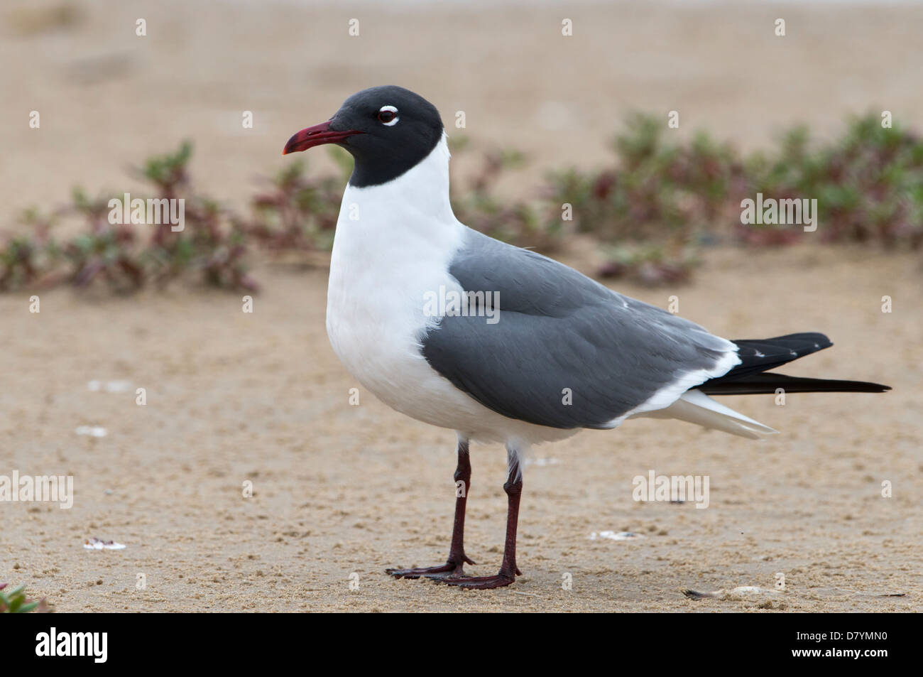 Lachend Gull (Larus Atricilla) in der Zucht Gefieder, Bolivar Peninsula, Texas Stockfoto