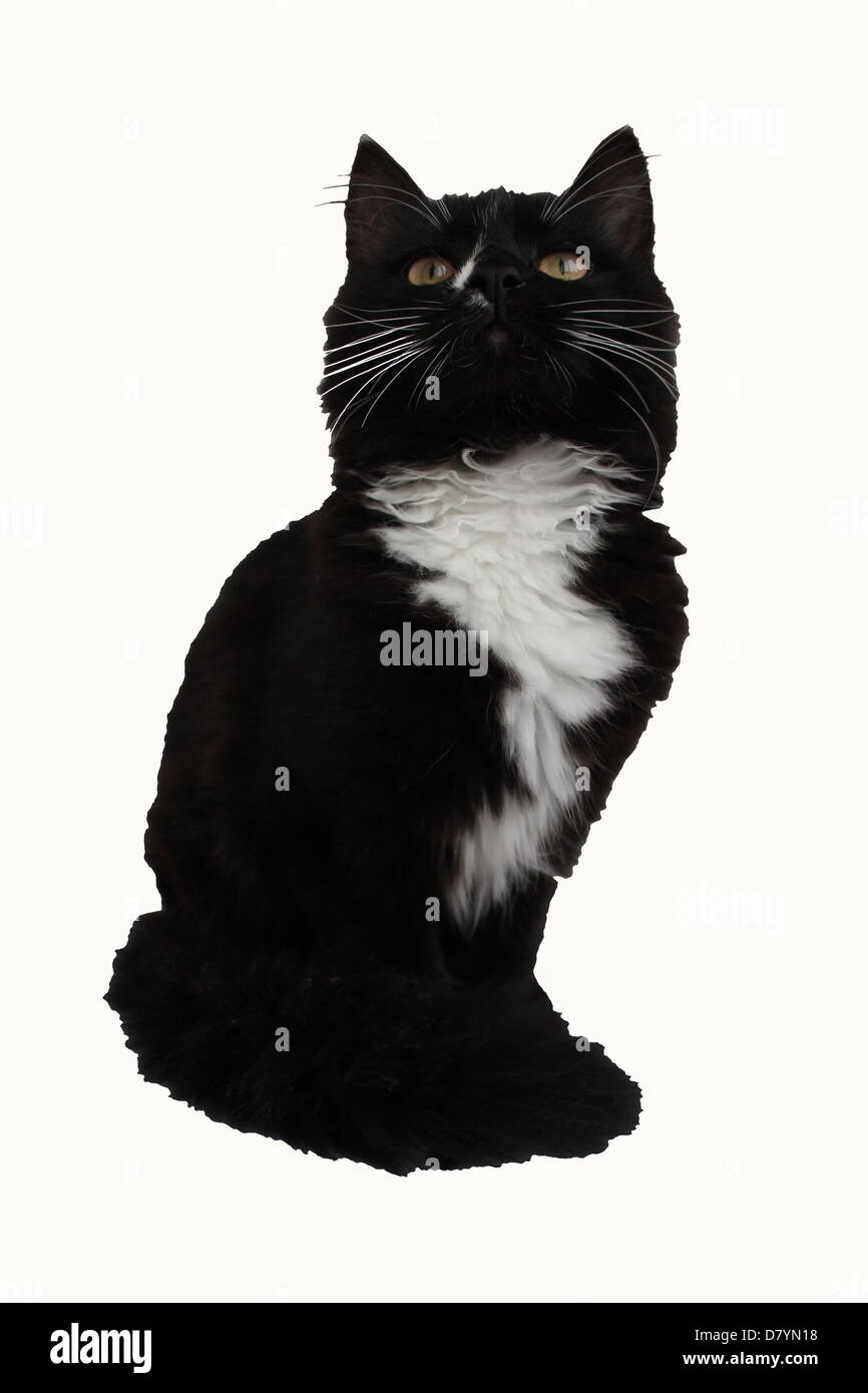 Schöne schwarze Katze auf einem weißen Hintergrund isoliert Stockfoto