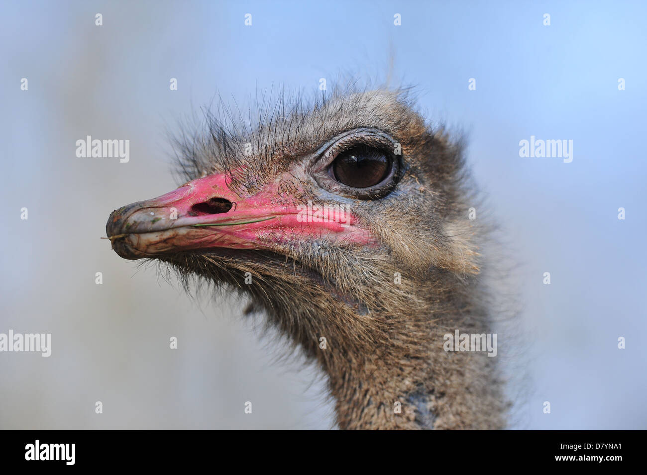 Gemeinsamen Strauß (Struthio Camelus) Stockfoto