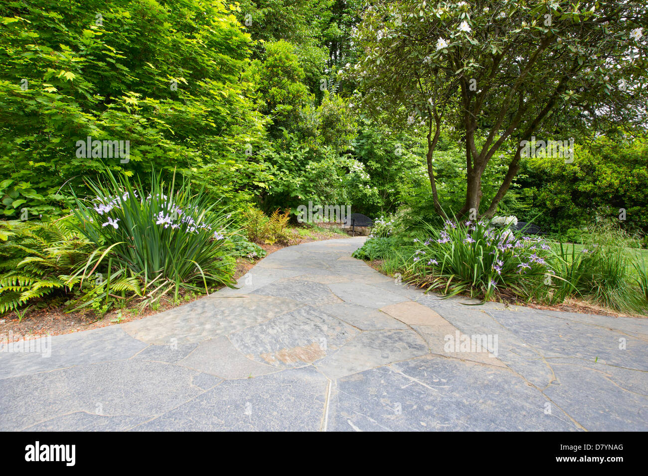 Schiefer-Stein-Garten Weg Gehweg mit Oregon Iris Bäume und Sträucher Stockfoto