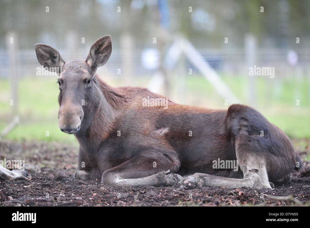 Europäischer Elch (Alces Alces) Stockfoto