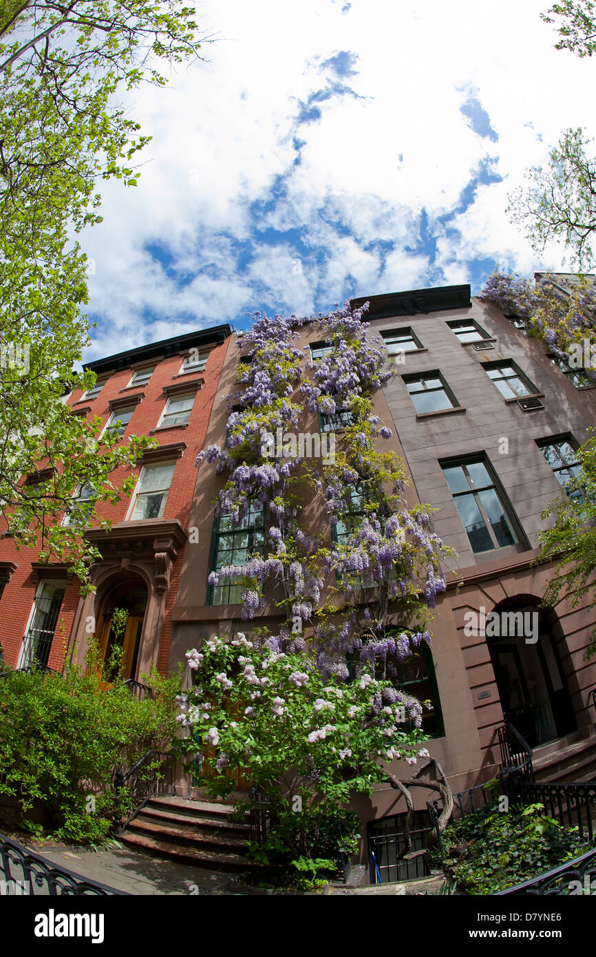 Blauregen wächst im Frühjahr Stockfoto