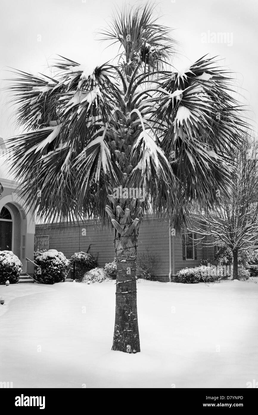 Eine Sabal Palmetto-Palme beugt mit Schnee während eines seltenen Schneesturms 2011 in Simpsonville, South Carolina, USA Stockfoto