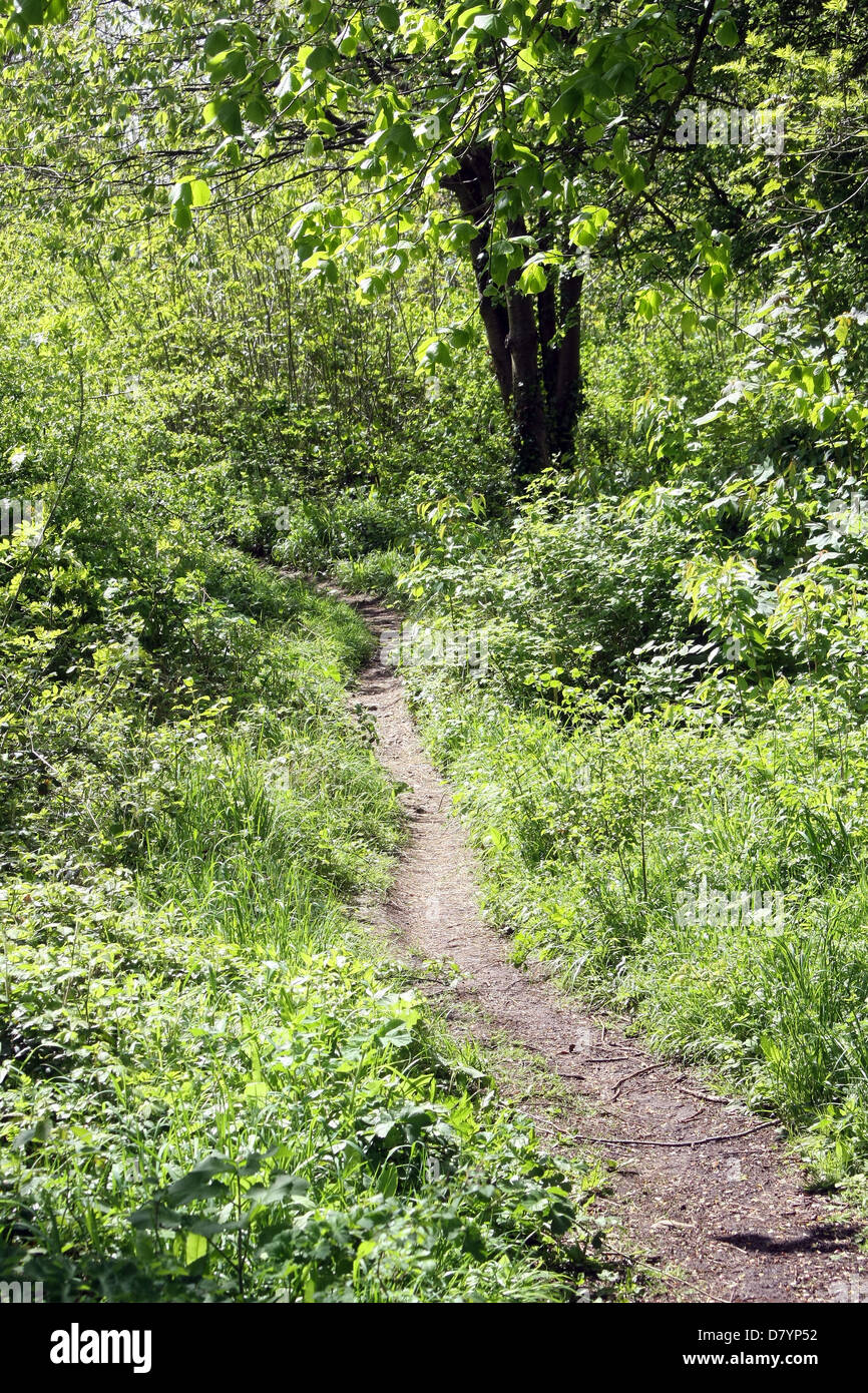 Sehr ländlichen Weg durch den Wald in Almondsbury, South Gloucester, Mai 2013 Stockfoto