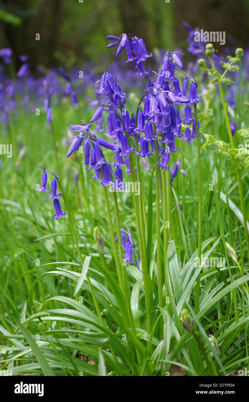 Büschel von englischen Bluebells unter Gräser Stockfoto