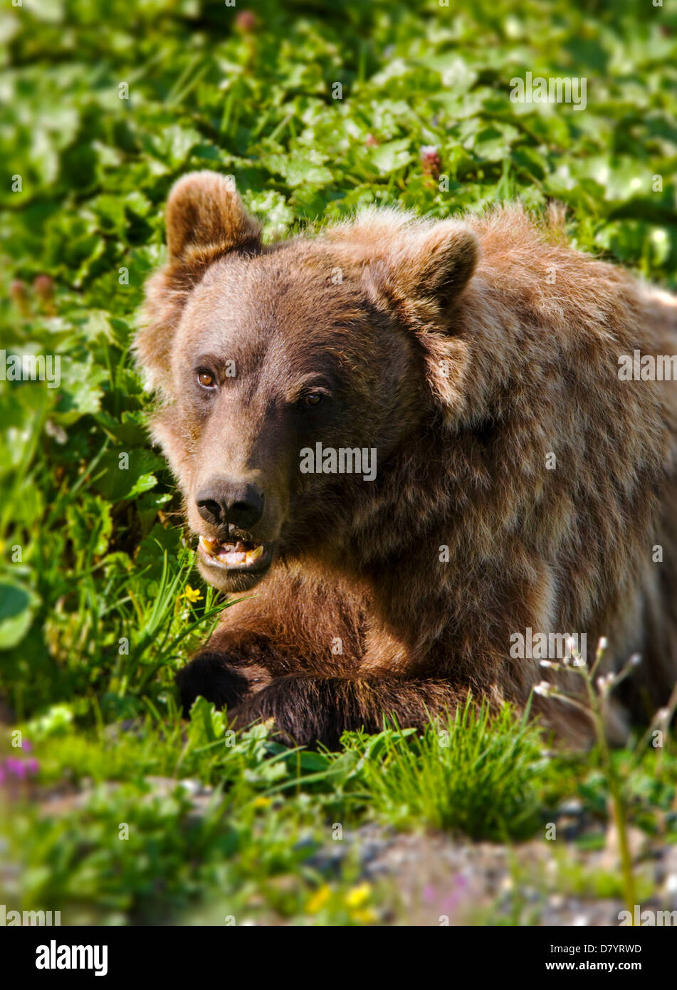 Grizzly Bär (Ursus Arctos Horribilis) in der Nähe von steinernen Kuppel, Denali National Park, Alaska, USA Stockfoto