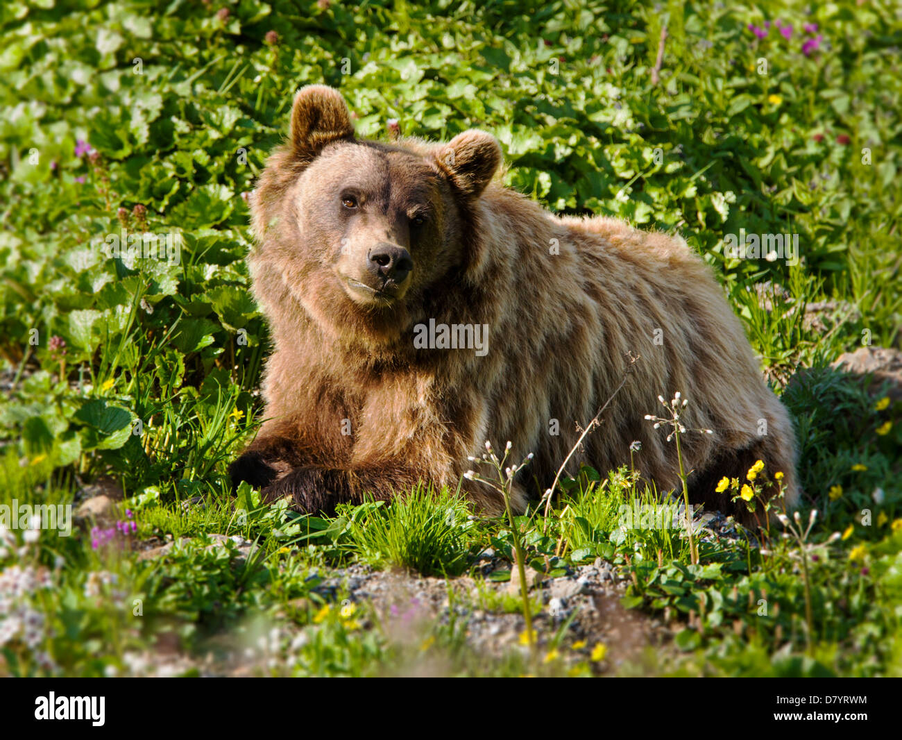 Grizzly Bär (Ursus Arctos Horribilis) in der Nähe von steinernen Kuppel, Denali National Park, Alaska, USA Stockfoto