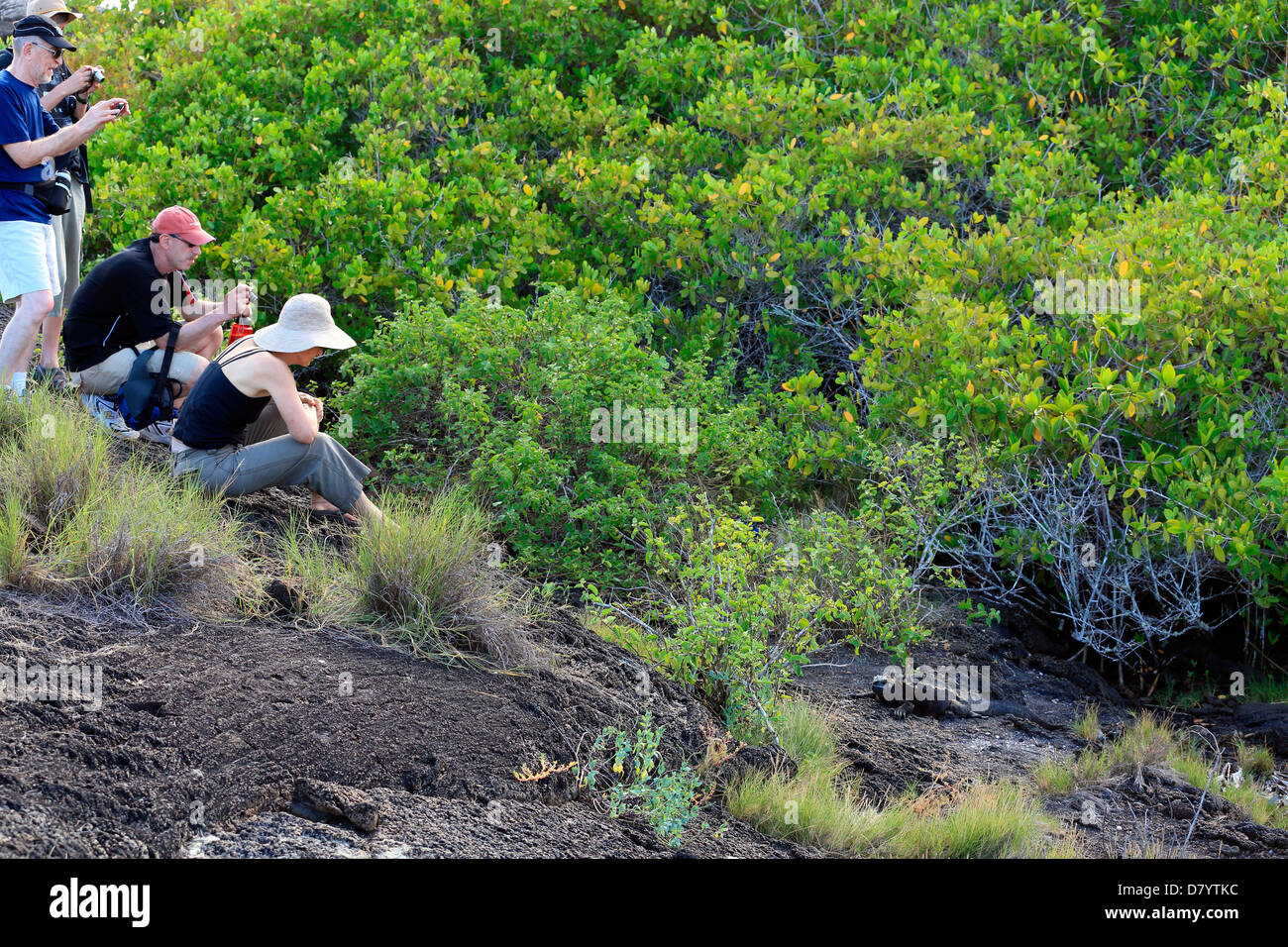 Touristen fotografieren eine marine Iguana auf Isabela Island, Galapagos-Inseln Stockfoto