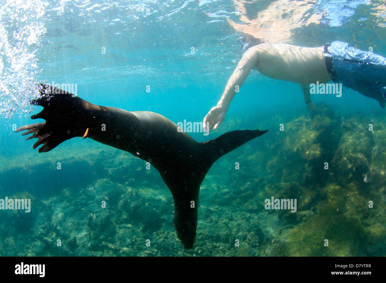 Touristischen Schwimmen mit verspielten Seelöwen Unterwasser, Galapagos-Inseln Stockfoto