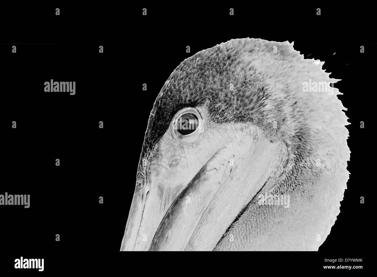 Galapagos Brown Pelican Schwarz-Weiß-Porträt Stockfoto