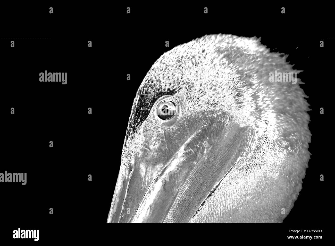 Galapagos Brown Pelican Schwarz-Weiß-Porträt Stockfoto