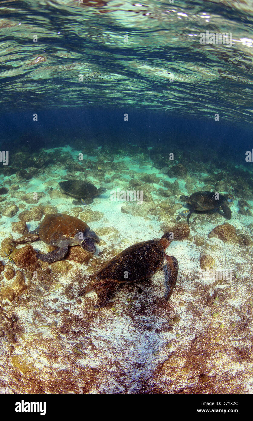 Grüne Meeresschildkröten ruht unter Wasser, Galapagos-Inseln Stockfoto