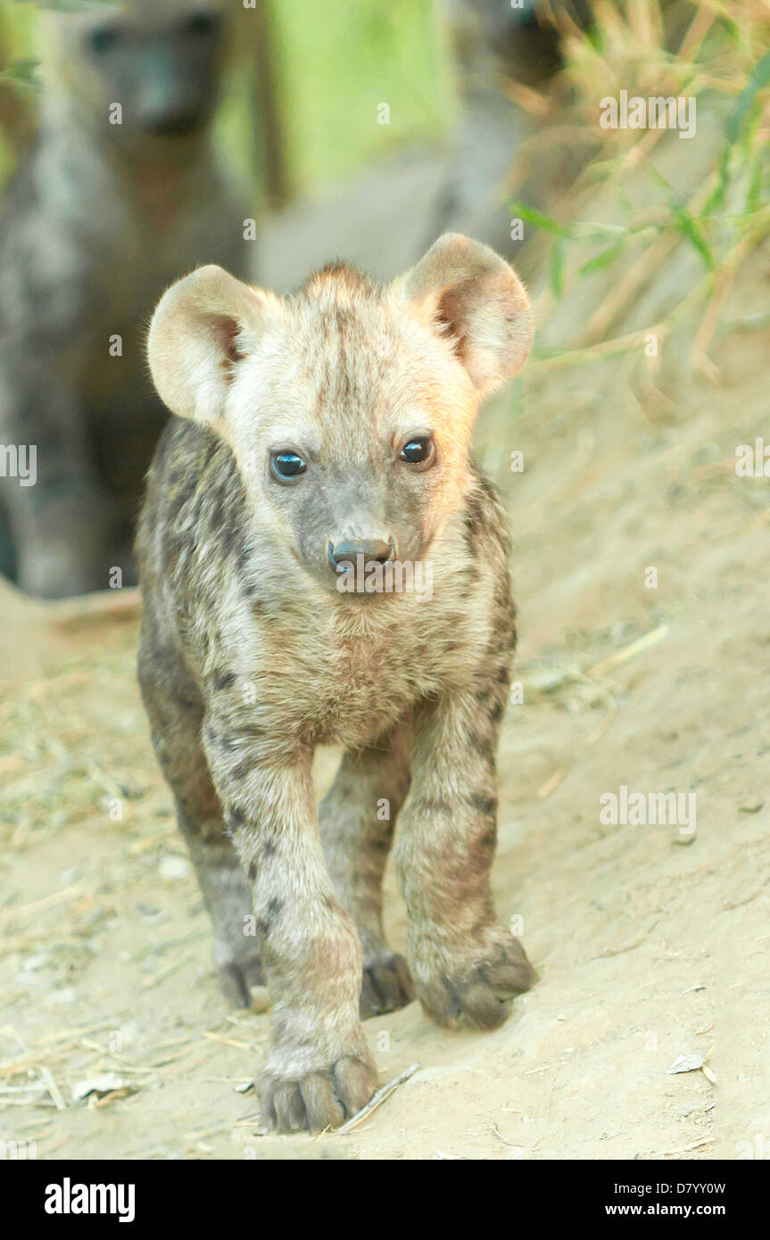 Hyäne Cub im Sabi Sands, Mpumalanga, Südafrika Stockfoto