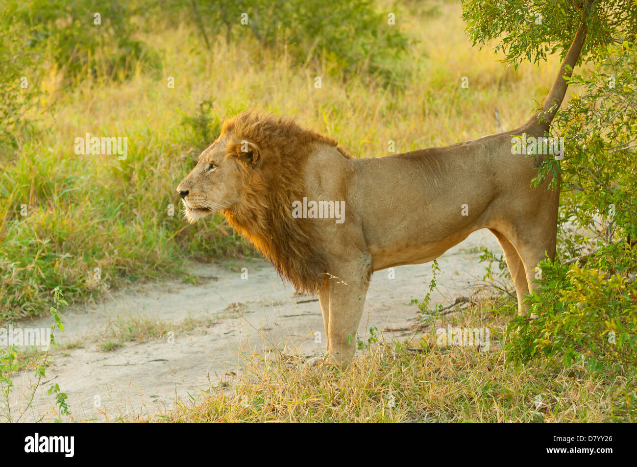Männliche Löwen Kennzeichnung Gebiet in Sabi Sand Game Reserve, Mpumalanga, Südafrika Stockfoto