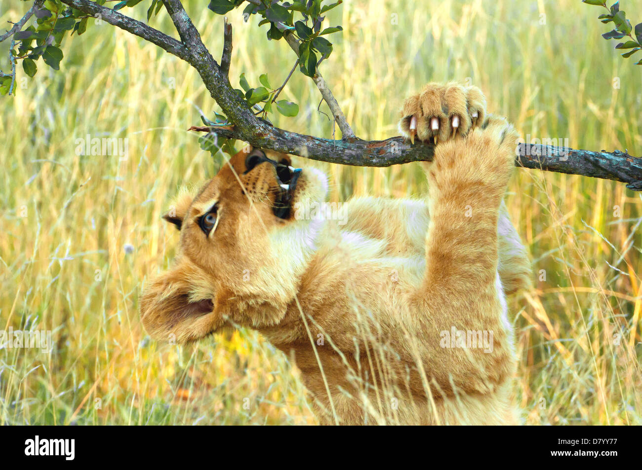 Löwenjunges spielen in Klaserie Game Reserve, Südafrika Stockfoto