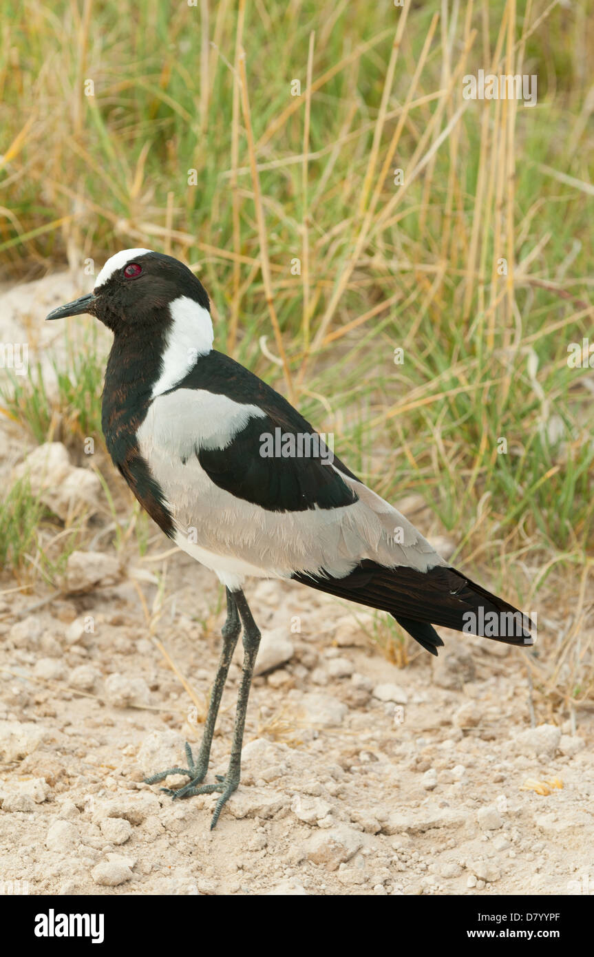 Blacksmith Plover am Etosha Nationalpark, Namibia Stockfoto