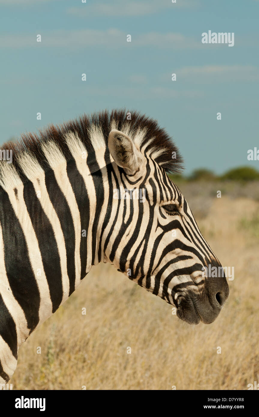 Burchell Zebras im Etosha Nationalpark, Namibia Stockfoto