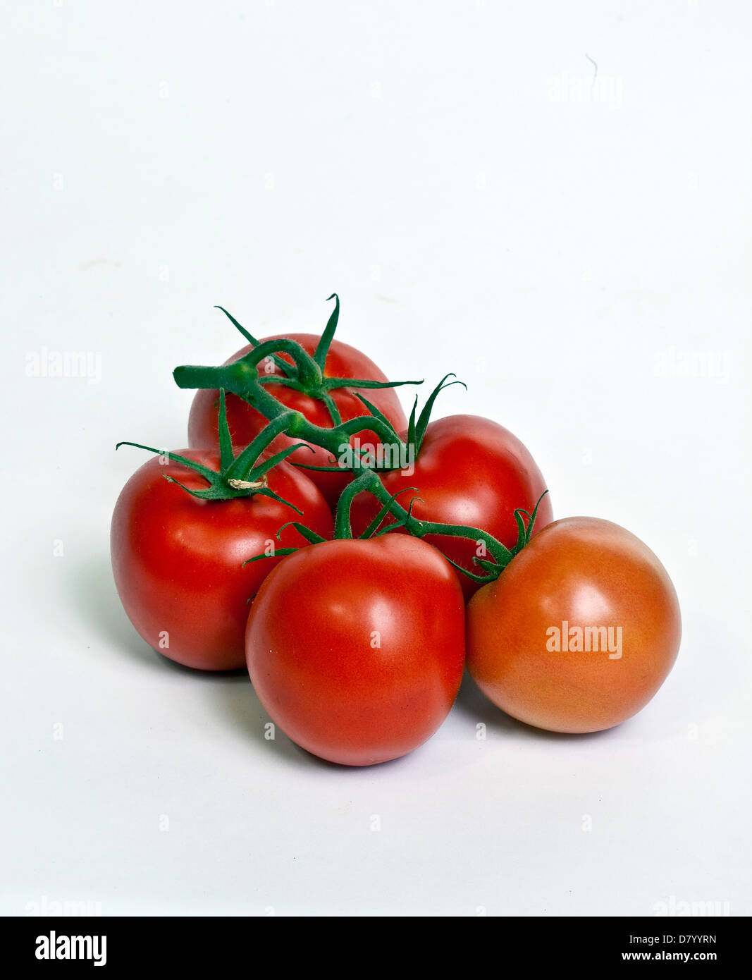 Fünf Reben gereifte Tomaten vor einem weißen Hintergrund. Stockfoto