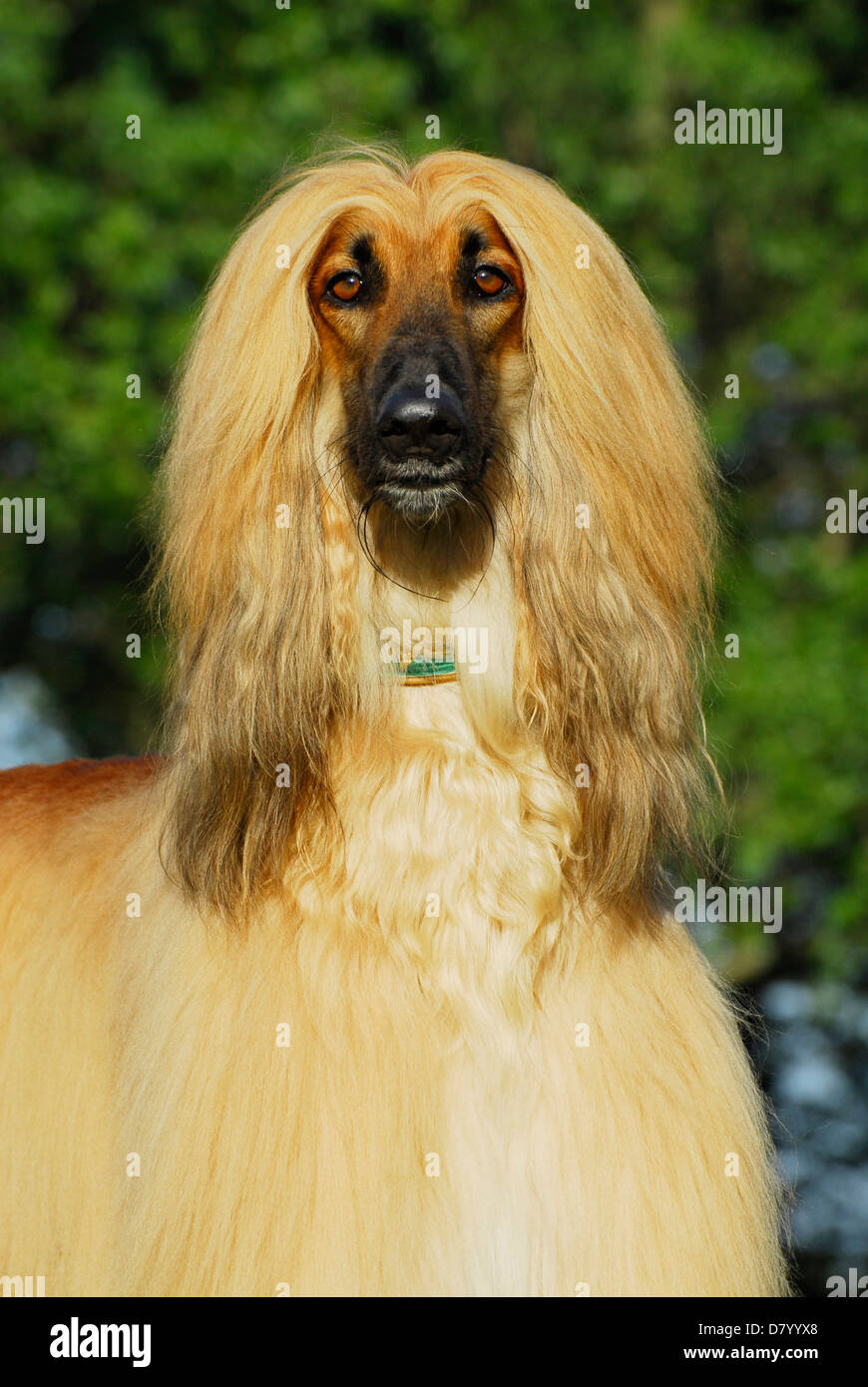 Afghanischer Windhund Stockfoto