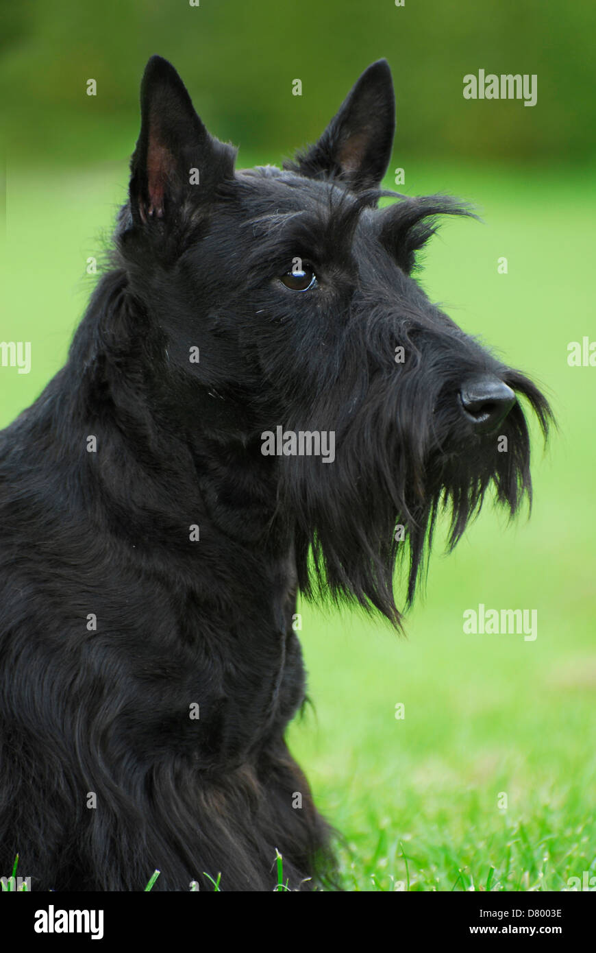 Scottish Terrier Stockfoto