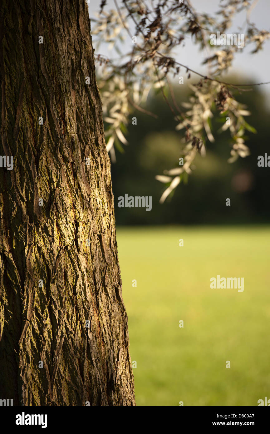 Weidenrinde Stockfoto