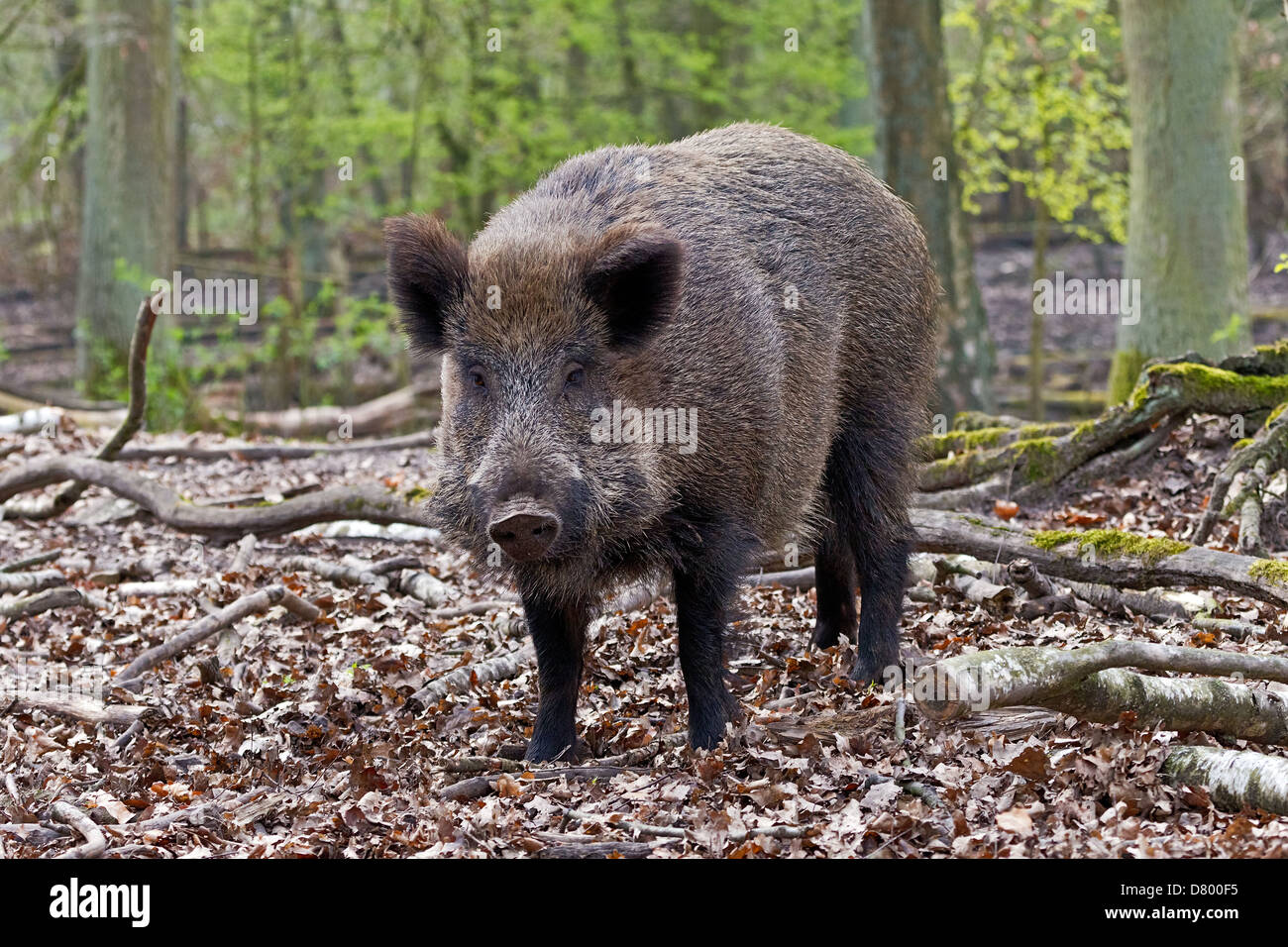 Wildschwein Stockfoto