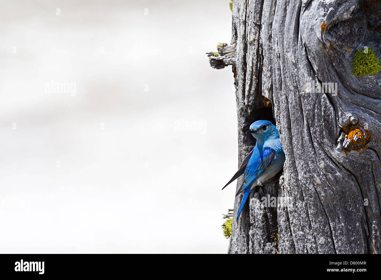 Berg-bluebird Stockfoto