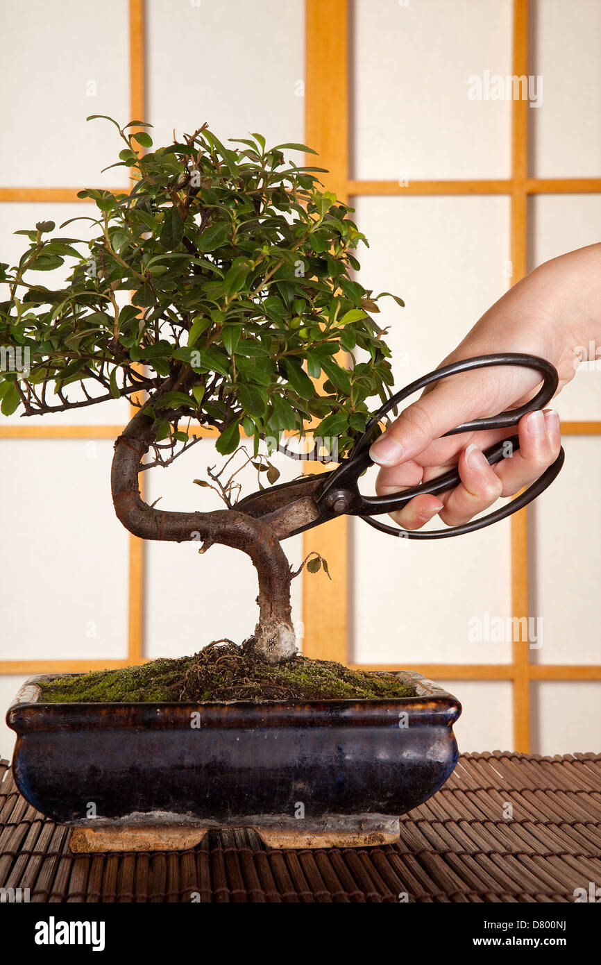 Hand halten Baum-, Rebscheren und schneiden einen Bonsai-Baum in ein japanisches Zimmer Stockfoto