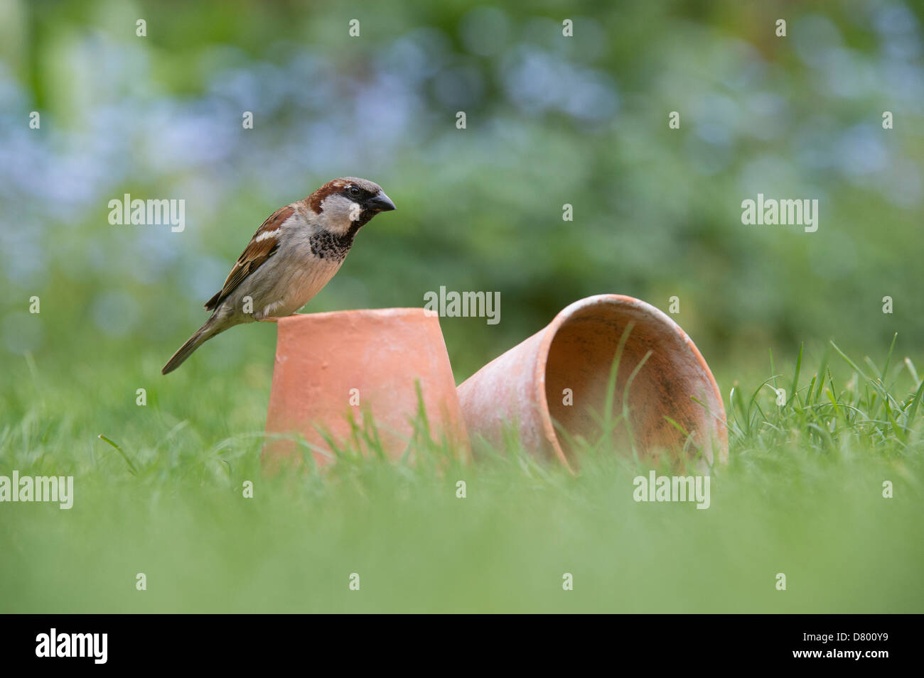 Passer Domesticus. Haussperling auf Blumentöpfe in der Wiese Stockfoto