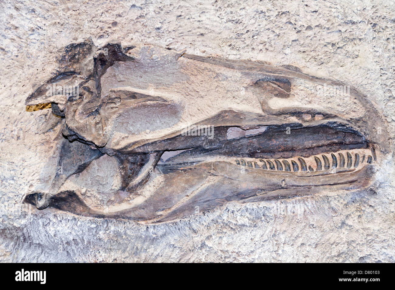 Dinosaurier-fossil Stockfoto