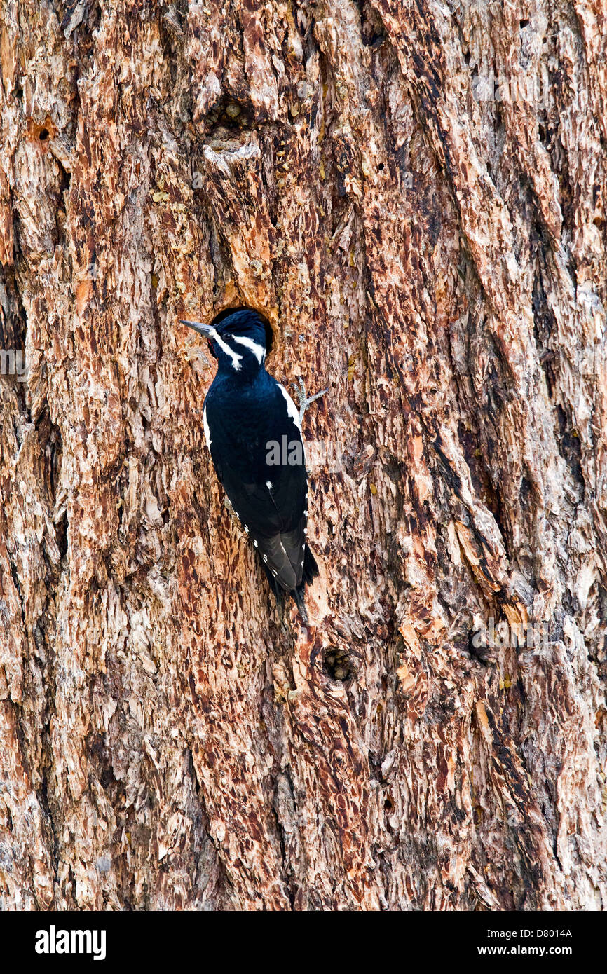 Williamsons sapsucker Stockfoto