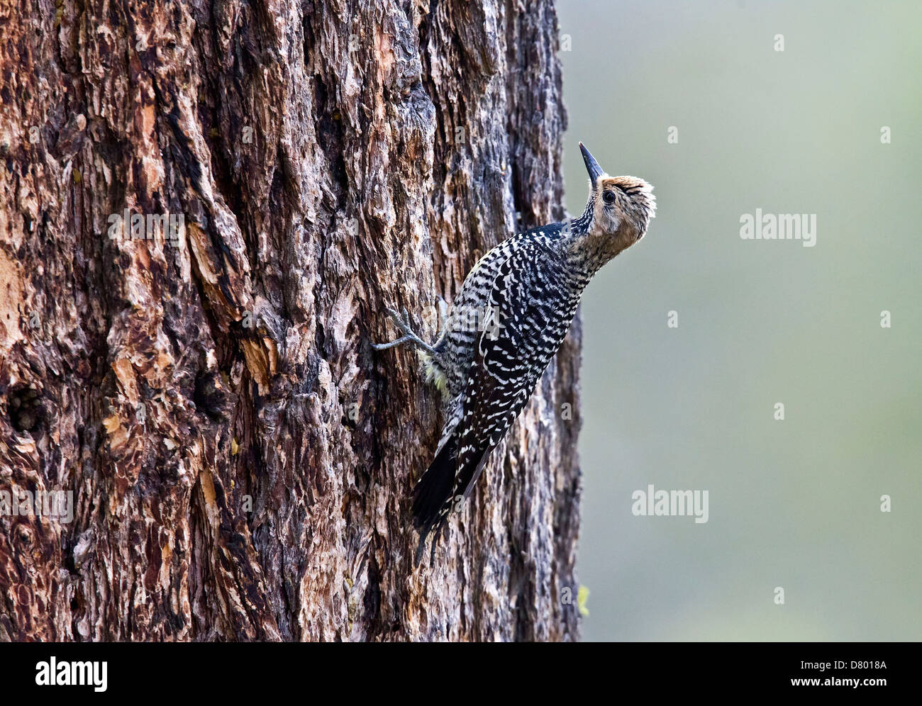 Williamsons sapsucker Stockfoto