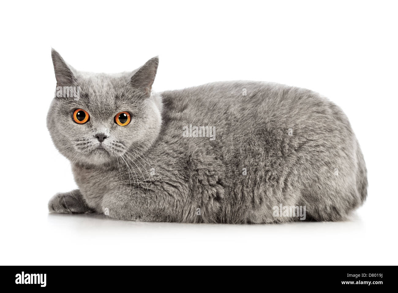 blaue Britisch Kurzhaarkatze, isoliert auf weiss Stockfoto blaue Britisch Kurzhaarkatze, isoliert auf weiss Stockfoto