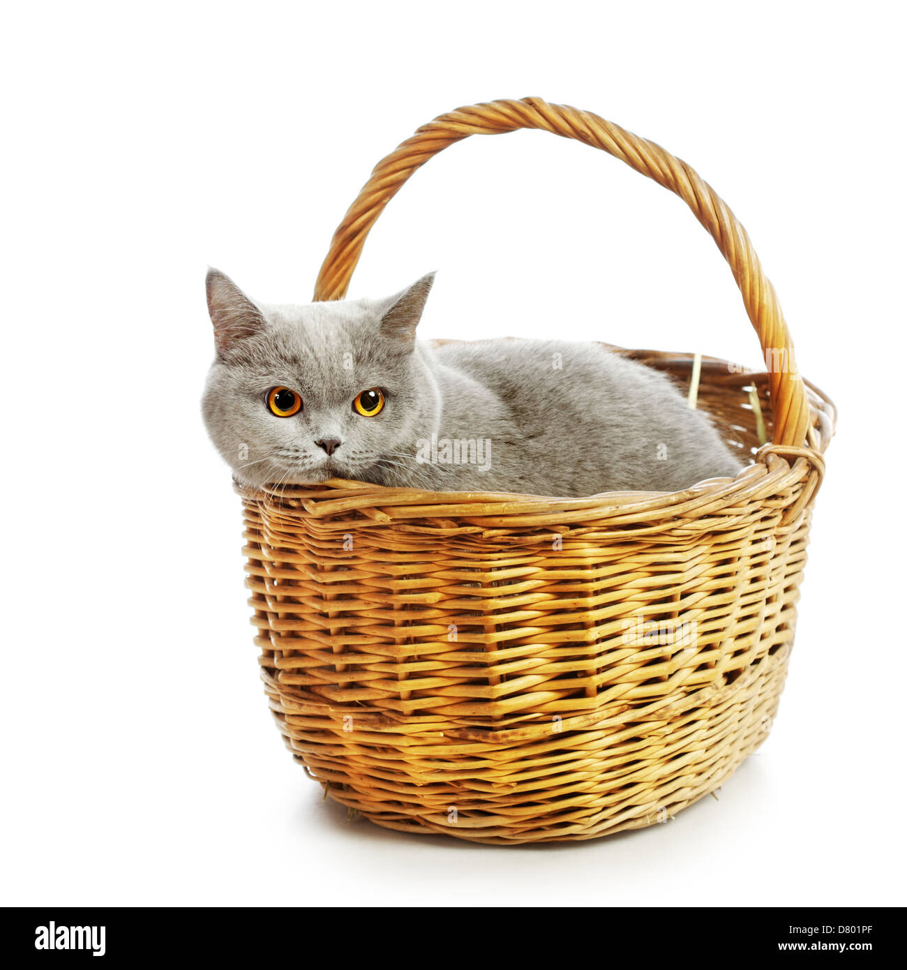blaue Britisch Kurzhaarkatze im Korb, isoliert auf weiss Stockfoto blaue Britisch Kurzhaarkatze im Korb, isoliert auf weiss Stockfoto