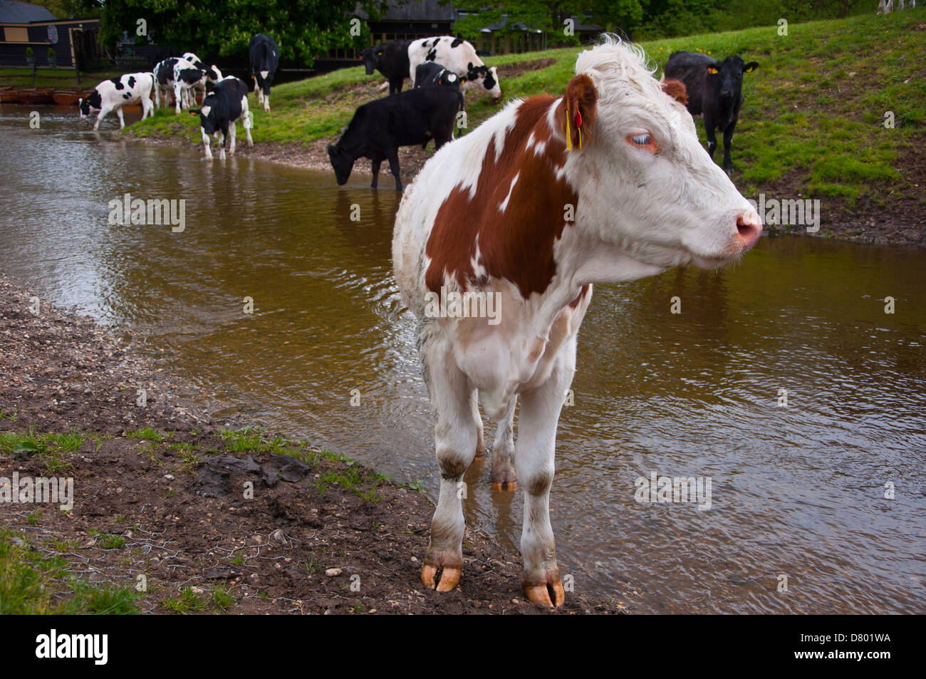 Kuh, die über einen Bach Stockfoto