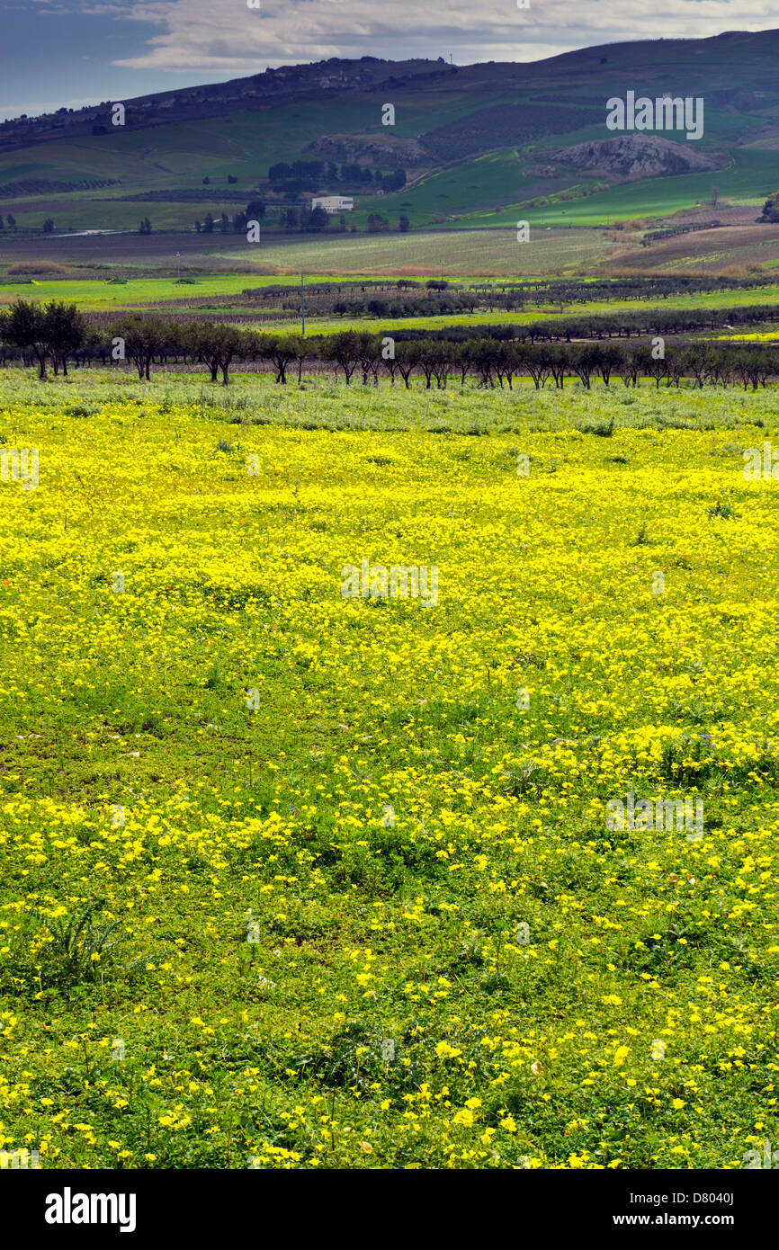Frühlingswiese mit gelben Blumen, Bäume und Hügel in der Ferne, Sizilien, Italien Stockfoto