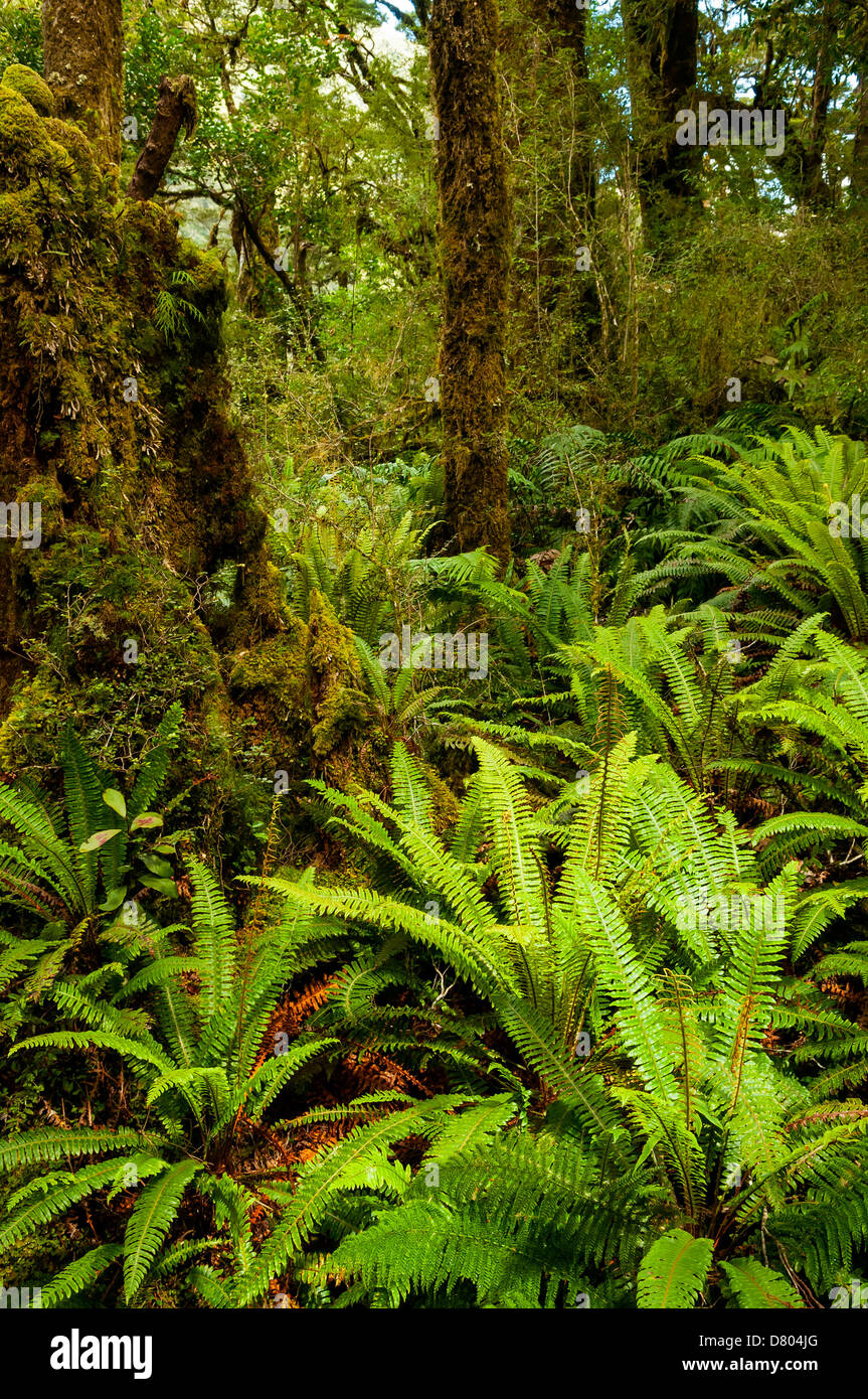 Farne auf dem Weg zum Lake Marian, Fjordland, Neuseeland Stockfoto