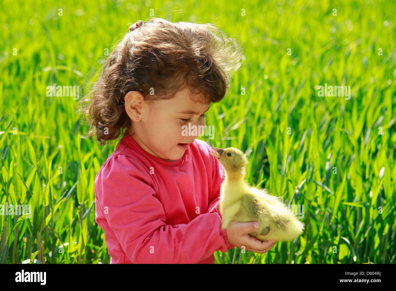 Kleines Mädchen mit Gans Küken. Stockfoto