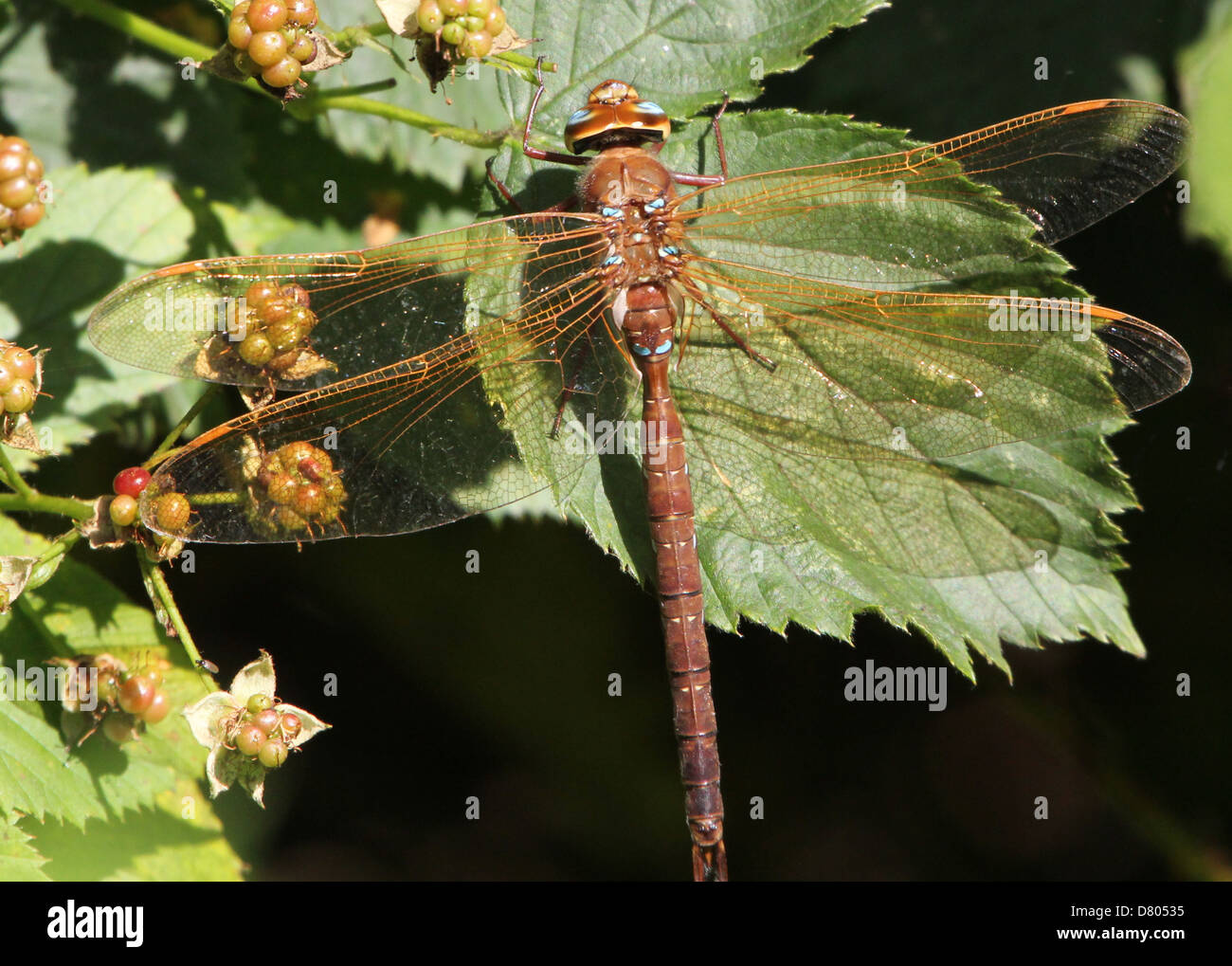 Nahaufnahme von einem der großen europäischen Brown Hawker (Aeshna Grandis) Libelle Stockfoto