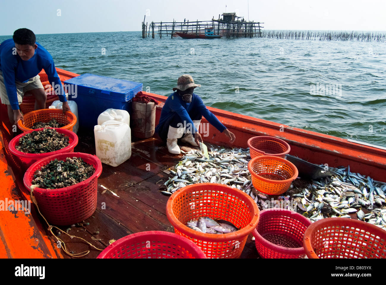 Fischer zu inspizieren und grade die Fische bereit zum Verkauf in Samutsongkram, Thailand Stockfoto
