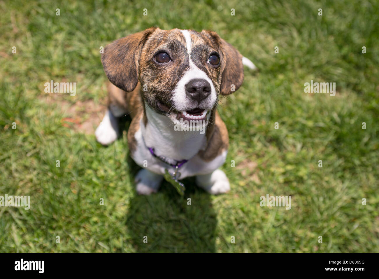 Ein Welpe mit gestromte Musterung in einem Park. Stockfoto