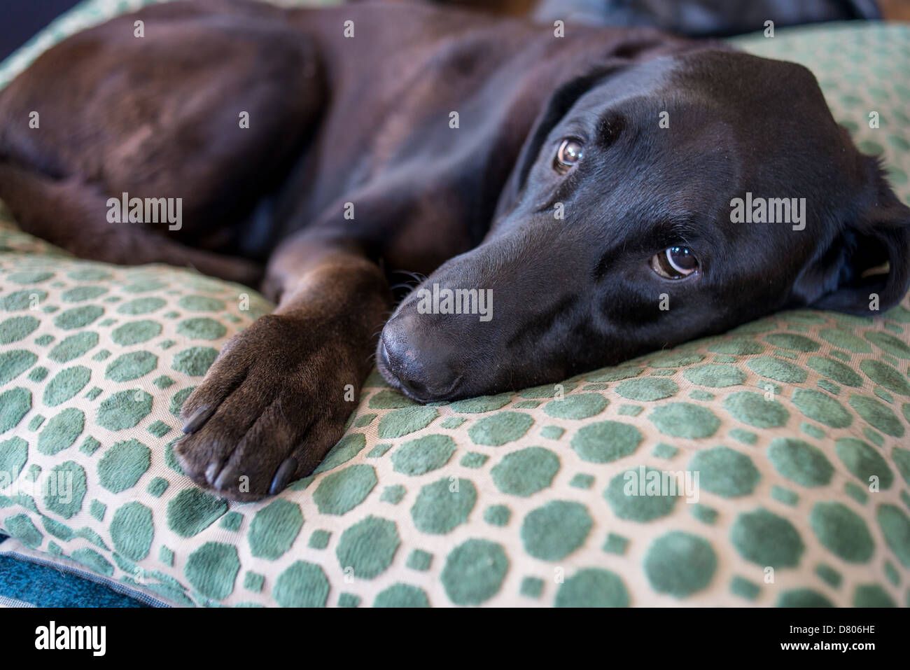 Ein schwarzer Labrador auf einem Kissen. Stockfoto