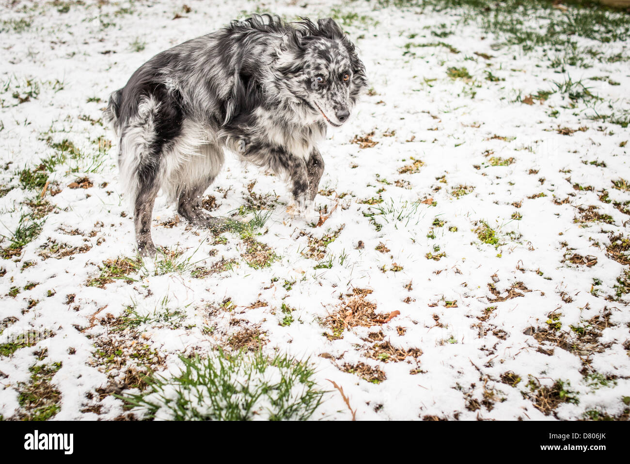 Eine Blue Merle Australian Shepherd springen im Schnee. Stockfoto