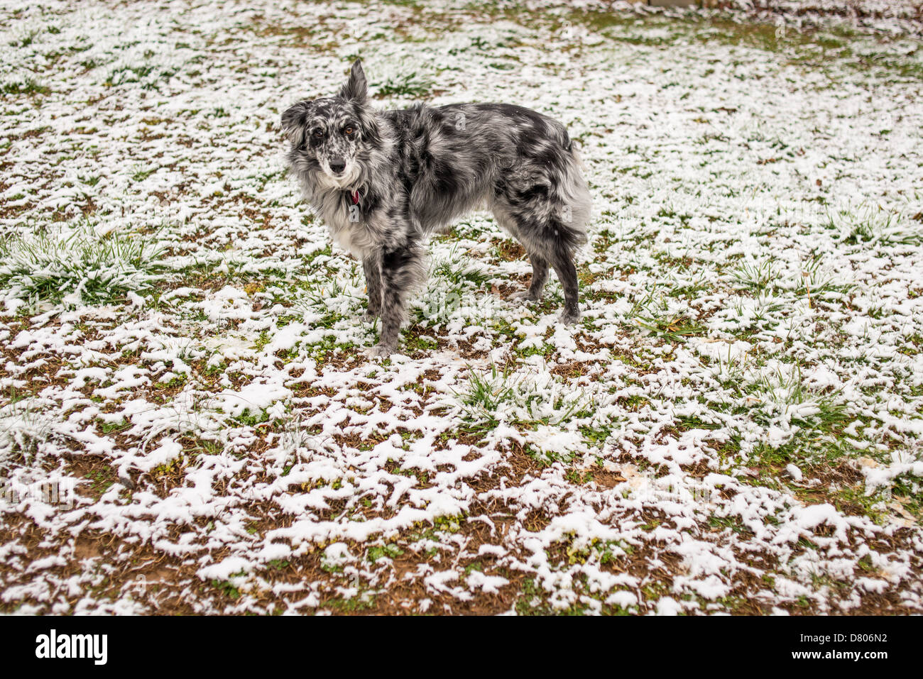 Eine Blue Merle Australian Shepherd im Schnee. Stockfoto